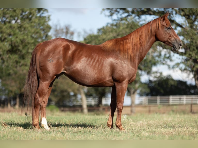 American Quarter Horse Giumenta 10 Anni 152 cm Sauro ciliegia in Collinsville, TX