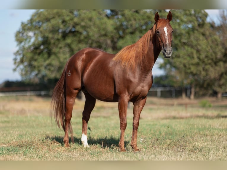 American Quarter Horse Giumenta 10 Anni 152 cm Sauro ciliegia in Collinsville, TX