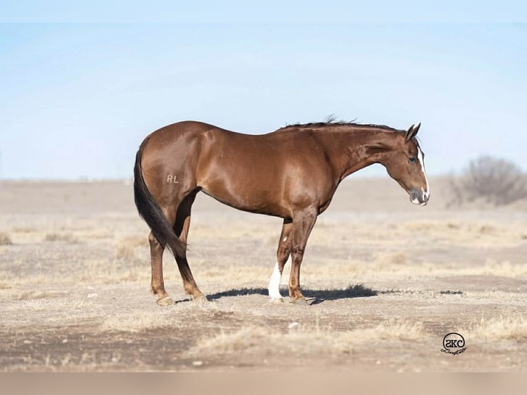 American Quarter Horse Giumenta 10 Anni 152 cm Sauro ciliegia in Canyon