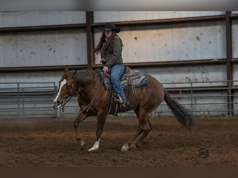 American Quarter Horse Giumenta 10 Anni 152 cm Sauro ciliegia in Canyon