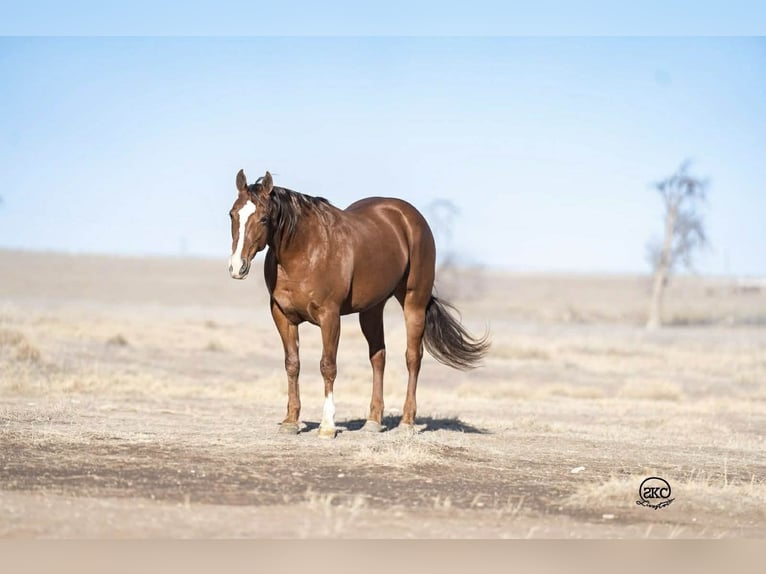 American Quarter Horse Giumenta 10 Anni 152 cm Sauro ciliegia in Canyon