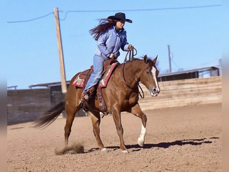 American Quarter Horse Giumenta 10 Anni 152 cm Sauro ciliegia in Canyon