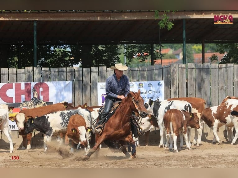 American Quarter Horse Giumenta 10 Anni 152 cm Sauro in Sinsheim