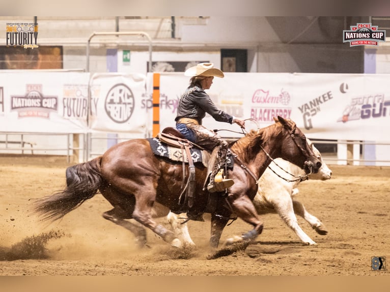 American Quarter Horse Giumenta 10 Anni 152 cm Sauro in Sinsheim