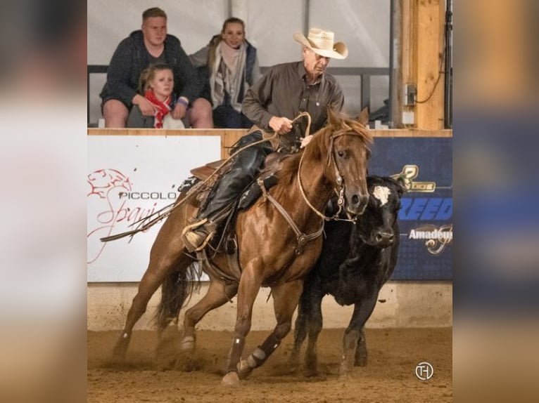 American Quarter Horse Giumenta 10 Anni 152 cm Sauro in Sinsheim