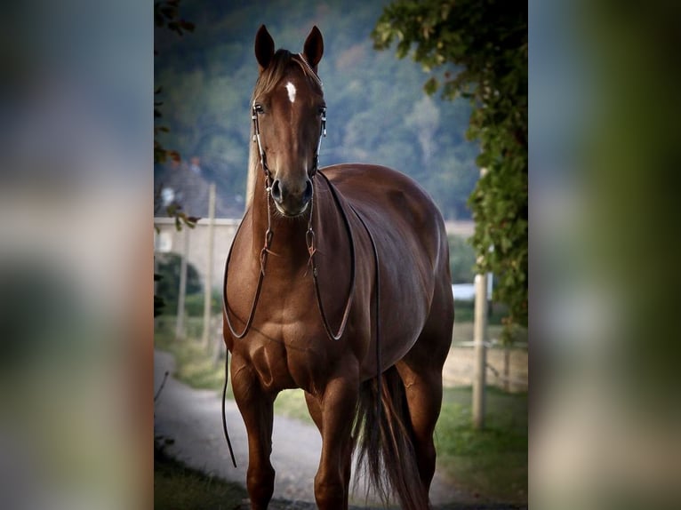 American Quarter Horse Giumenta 10 Anni 152 cm Sauro scuro in D&#xFC;ren