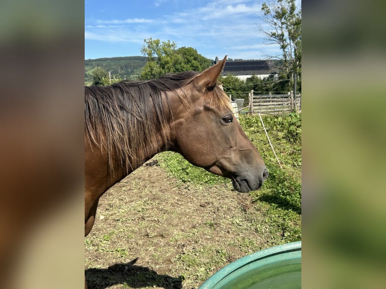 American Quarter Horse Giumenta 10 Anni 152 cm Sauro scuro in D&#xFC;ren