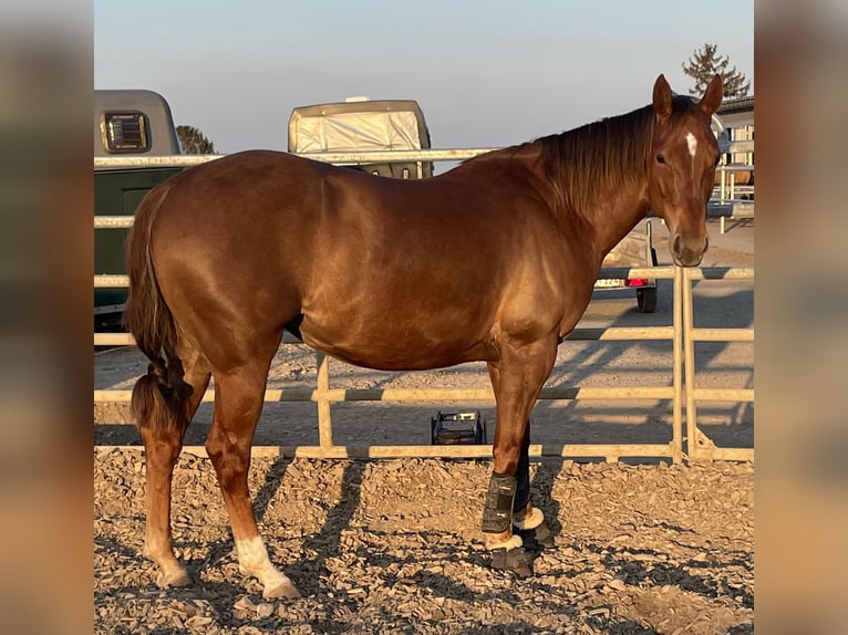 American Quarter Horse Giumenta 10 Anni 152 cm Sauro scuro in D&#xFC;ren