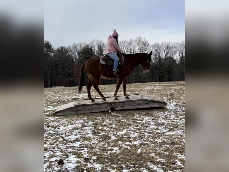 American Quarter Horse Giumenta 10 Anni 152 cm Sauro scuro in Everett PA