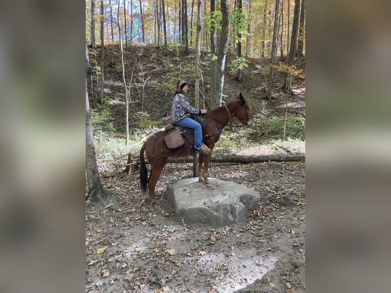 American Quarter Horse Giumenta 10 Anni 152 cm Sauro scuro in Everett PA