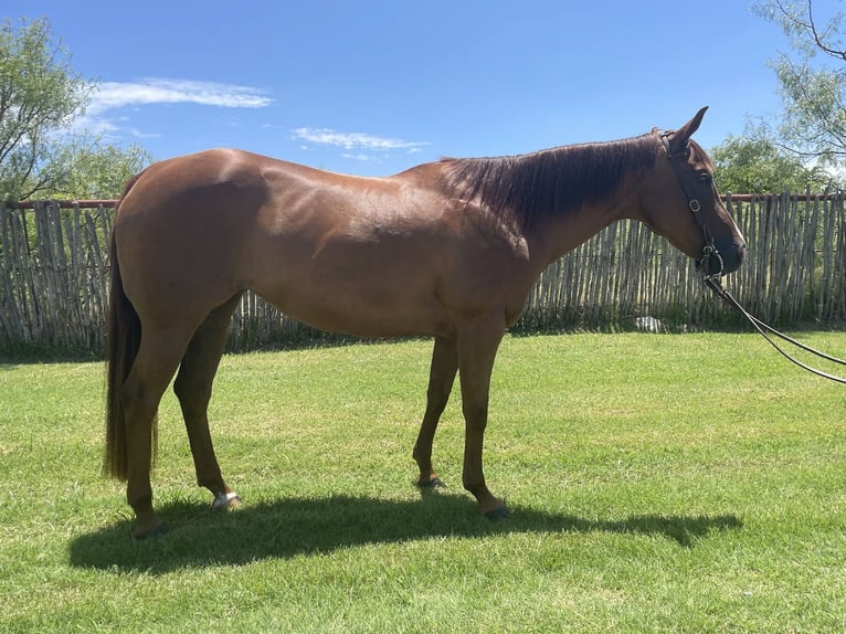American Quarter Horse Giumenta 10 Anni 152 cm Sauro scuro in Burleson