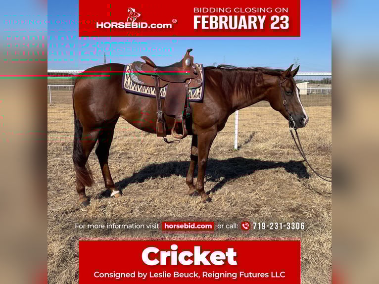 American Quarter Horse Giumenta 10 Anni 152 cm Sauro scuro in Burleson