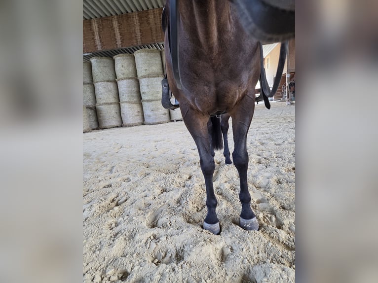 American Quarter Horse Giumenta 10 Anni 154 cm Baio in Gaggenau
