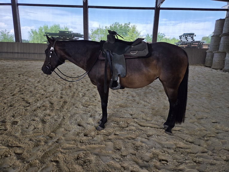 American Quarter Horse Giumenta 10 Anni 154 cm Baio in Gaggenau