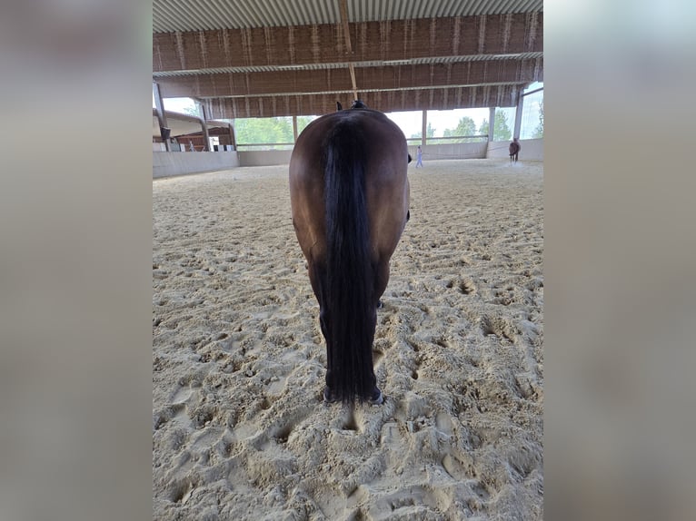 American Quarter Horse Giumenta 10 Anni 154 cm Baio in Gaggenau