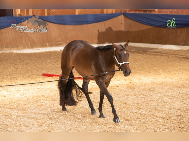 American Quarter Horse Giumenta 10 Anni 154 cm Baio in Gaggenau