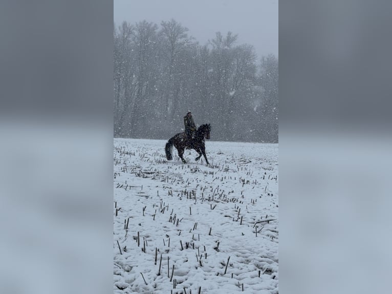 American Quarter Horse Giumenta 10 Anni 154 cm Baio in Bad Sassendorf