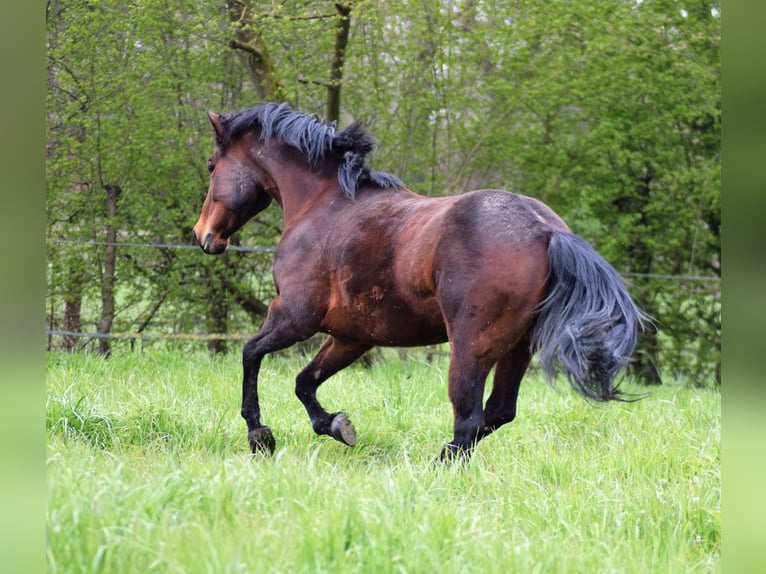 American Quarter Horse Giumenta 10 Anni 154 cm Baio in Bad Sassendorf