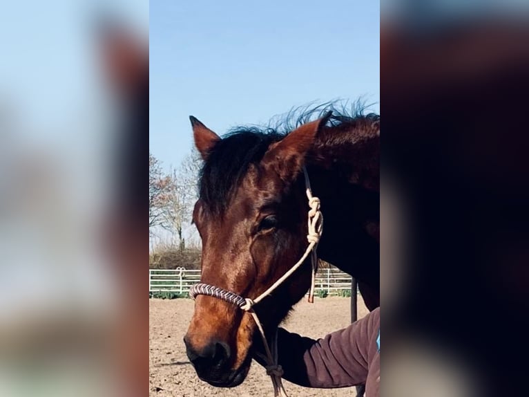 American Quarter Horse Giumenta 10 Anni 154 cm Baio in Bad Sassendorf