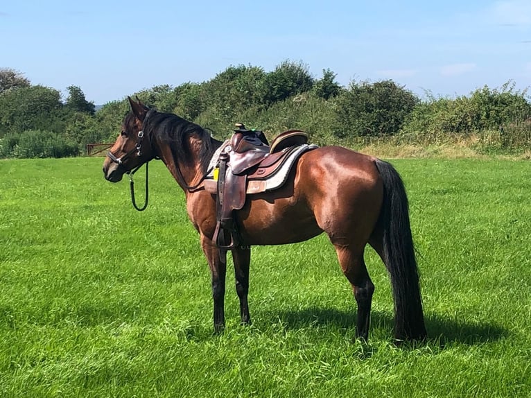 American Quarter Horse Giumenta 10 Anni 154 cm Baio in Bad Sassendorf