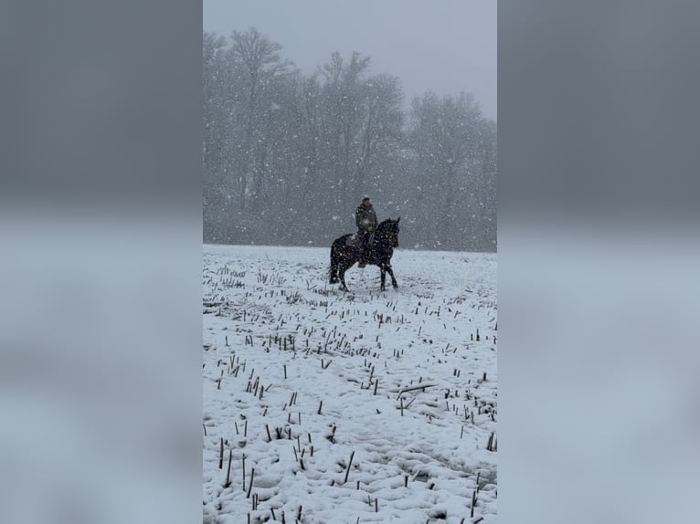 American Quarter Horse Giumenta 10 Anni 154 cm Baio in Bad Sassendorf