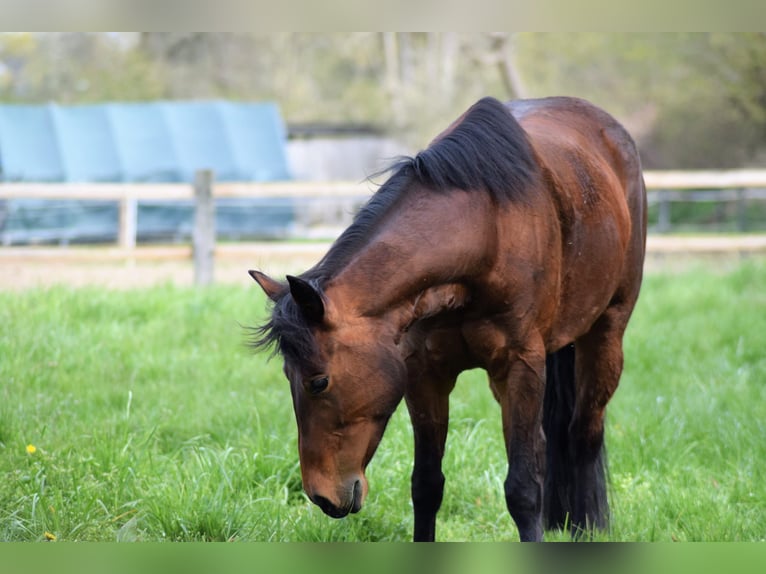 American Quarter Horse Giumenta 10 Anni 154 cm Baio in Bad Sassendorf