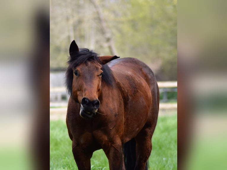 American Quarter Horse Giumenta 10 Anni 154 cm Baio in Bad Sassendorf