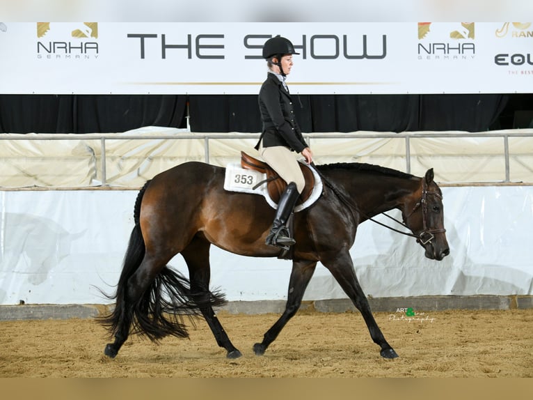 American Quarter Horse Giumenta 10 Anni 154 cm Baio scuro in Gaggenau