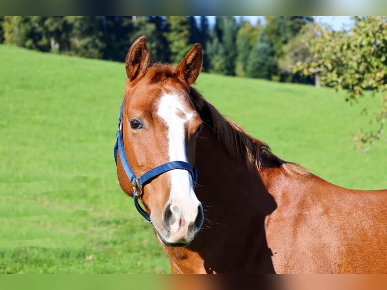 American Quarter Horse Giumenta 10 Anni 154 cm Sauro in Bischofszell