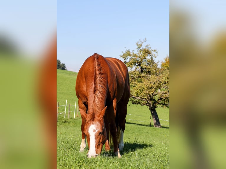 American Quarter Horse Giumenta 10 Anni 154 cm Sauro in Bischofszell