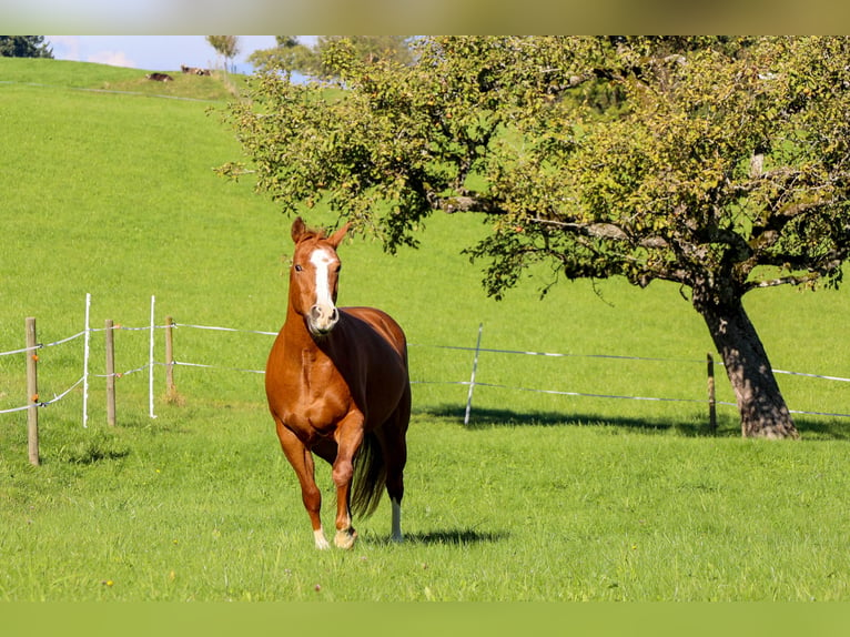 American Quarter Horse Giumenta 10 Anni 154 cm Sauro in Bischofszell