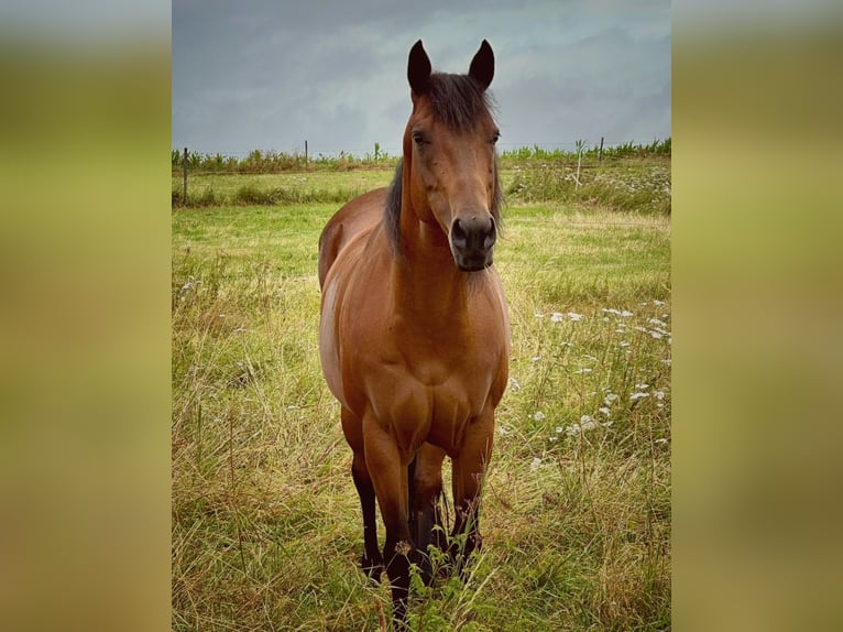 American Quarter Horse Giumenta 10 Anni 155 cm Baio scuro in Bonndorf im Schwarzwald