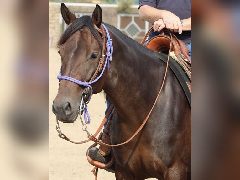 American Quarter Horse Giumenta 10 Anni 155 cm Baio scuro in Rhede