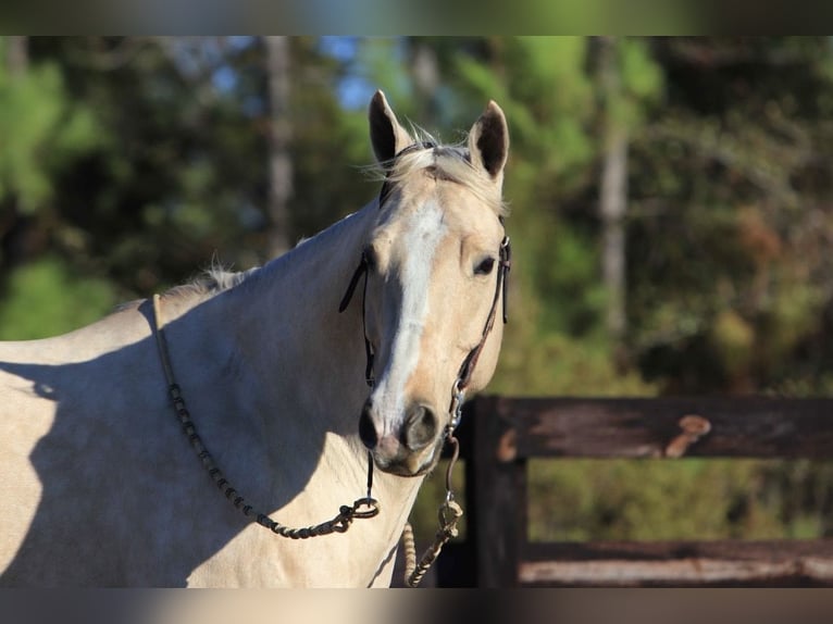 American Quarter Horse Giumenta 10 Anni 155 cm Palomino in Vidalia