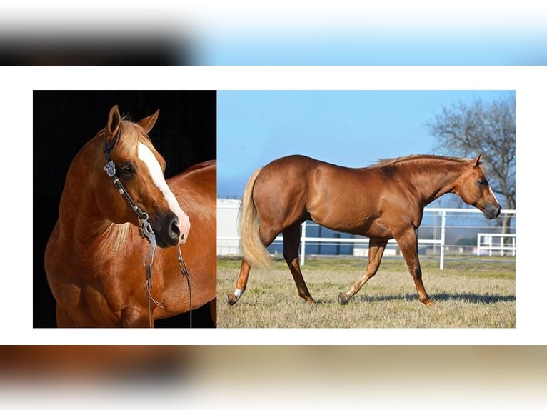 American Quarter Horse Giumenta 10 Anni 155 cm Palomino in Wasserburg am Inn