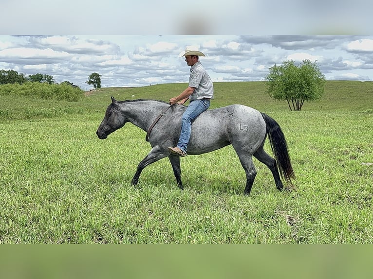 American Quarter Horse Giumenta 10 Anni 155 cm Roano blu in Canistota, SD