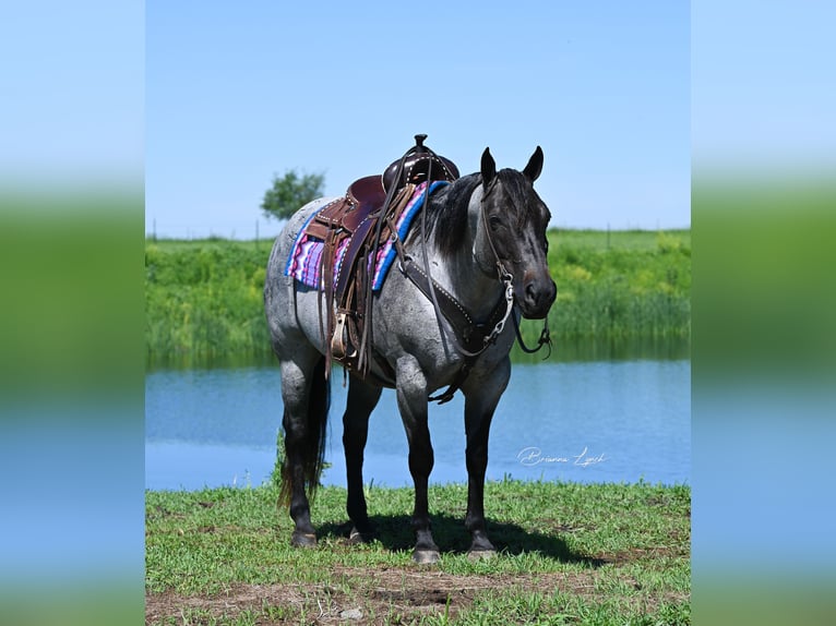 American Quarter Horse Giumenta 10 Anni 155 cm Roano blu in Canistota, SD