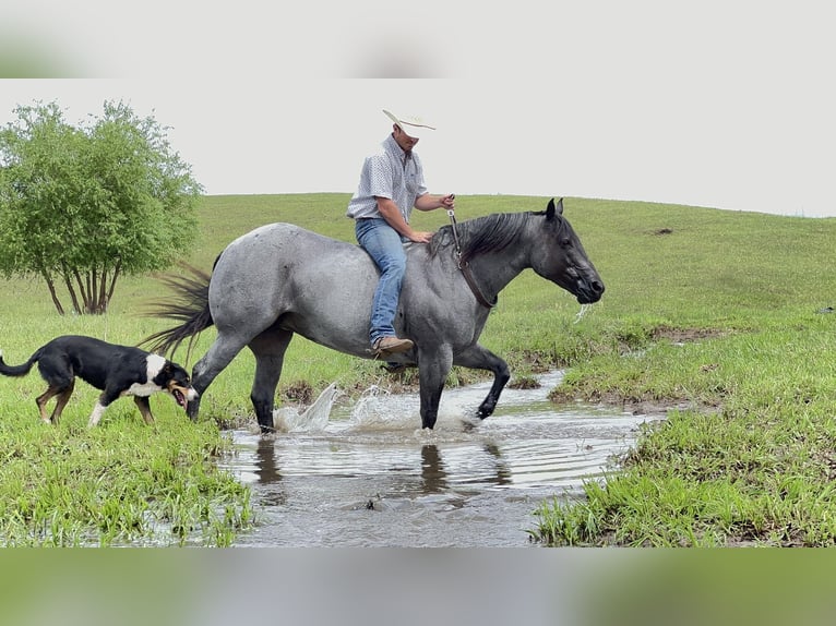 American Quarter Horse Giumenta 10 Anni 155 cm Roano blu in Canistota, SD