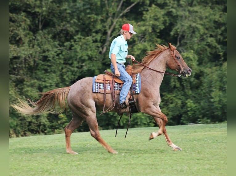 American Quarter Horse Giumenta 10 Anni 155 cm Roano rosso in Level Green Ky