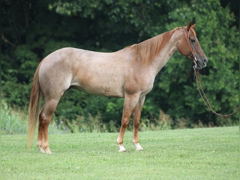 American Quarter Horse Giumenta 10 Anni 155 cm Roano rosso in Level Green Ky