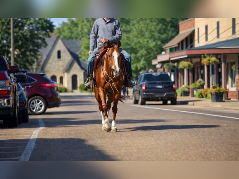 American Quarter Horse Giumenta 10 Anni 155 cm Sauro ciliegia in Sulphur Springs