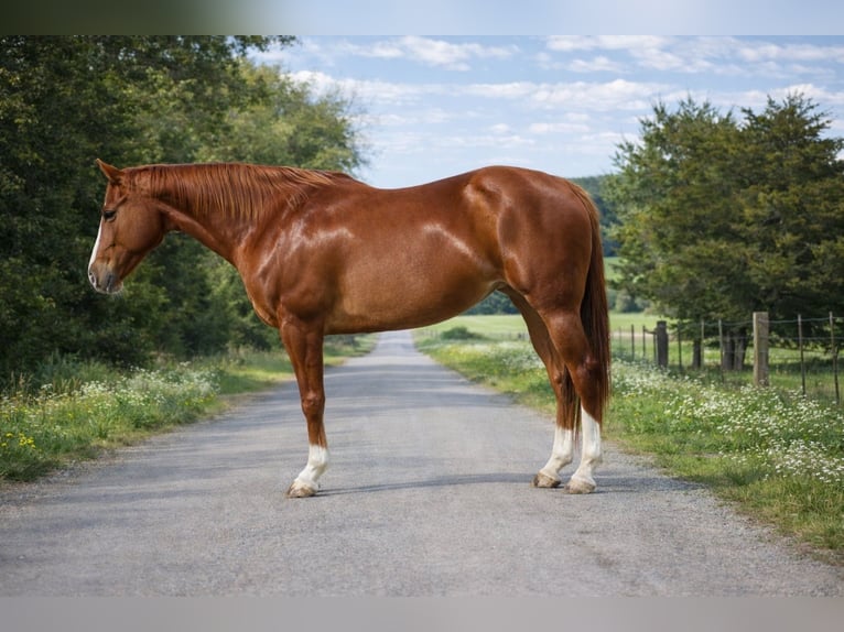 American Quarter Horse Giumenta 10 Anni 155 cm Sauro ciliegia in Sulphur Springs
