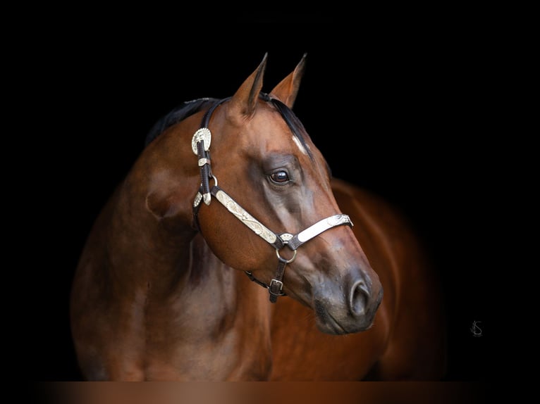 American Quarter Horse Giumenta 10 Anni 156 cm Baio nero in Burscheid
