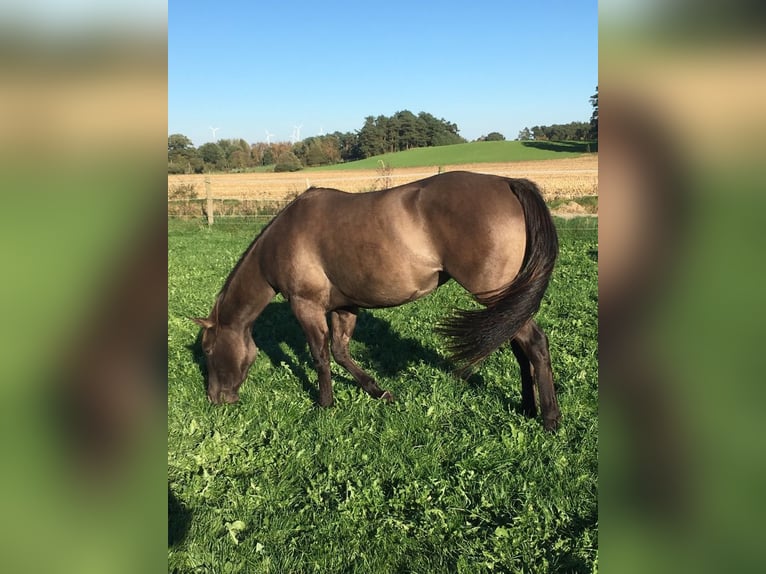 American Quarter Horse Giumenta 10 Anni 156 cm Grullo in Egestorf