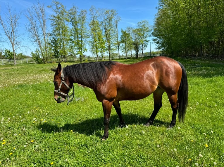 American Quarter Horse Giumenta 10 Anni 157 cm Baio in Leipzig