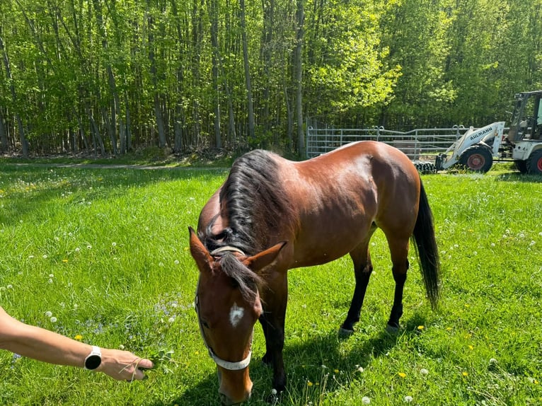 American Quarter Horse Giumenta 10 Anni 157 cm Baio in Leipzig