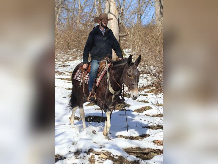 American Quarter Horse Giumenta 10 Anni 157 cm Baio ciliegia in Brooksville KY