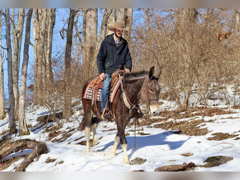 American Quarter Horse Giumenta 10 Anni 157 cm Baio ciliegia in Brooksville KY