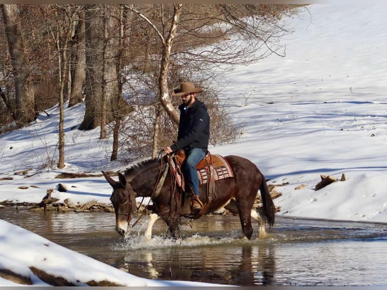 American Quarter Horse Giumenta 10 Anni 157 cm Baio ciliegia in Brooksville KY