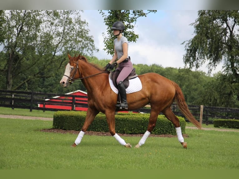 American Quarter Horse Giumenta 10 Anni 157 cm Sauro scuro in Highland, MI